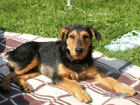 Deutscher Jagdterrier Hunde Foto 35945 Deutscher Jagdterrier das is SCOOTER 2 Jahre alt