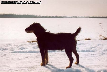 Deutscher Jagdterrier Hunde Foto 3061 Deutscher Jagdterrier Cliff <Ich sehe was, was Du nicht siehst>