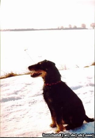 Deutscher Jagdterrier Hunde Foto 3058 Deutscher Jagdterrier Cliff wenn Er brav ist