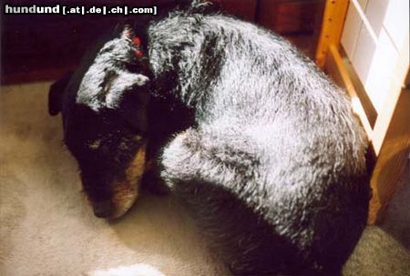 Deutscher Jagdterrier Hunde Foto 3059 Deutscher Jagdterrier psssssssst ned Cliff aufwecken*