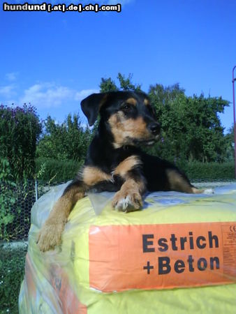 Deutscher Jagdterrier Hunde Foto 45544 in höherer Auflösung ansehen Deutscher Jagdterrier eine muss ja aufpassen das richtig gearbeitet wird