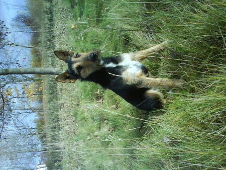 Deutscher Jagdterrier Hunde Foto 41066 in höherer Auflösung ansehen Deutscher Jagdterrier Lucky