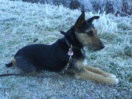 Deutscher Jagdterrier Hunde Foto 41068 in höherer Auflösung ansehen Deutscher Jagdterrier Lucky