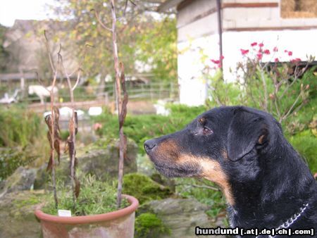 Deutscher Jagdterrier Hunde Foto 26568 in höherer Auflösung ansehen Deutscher Jagdterrier Buddy Brown Eye