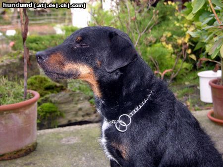 Deutscher Jagdterrier Hunde Foto 26569 in höherer Auflösung ansehen Deutscher Jagdterrier Buddy der Träumer