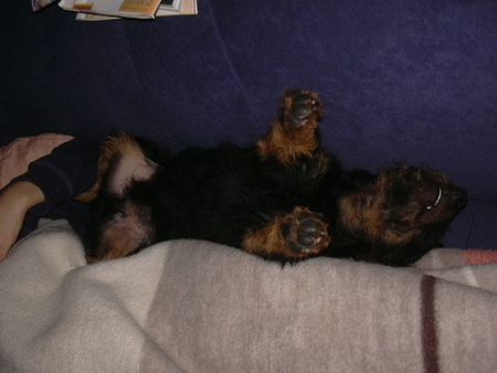 Deutscher Jagdterrier Hunde Foto 2560 Deutscher Jagdterrier Jack ruht sich aus