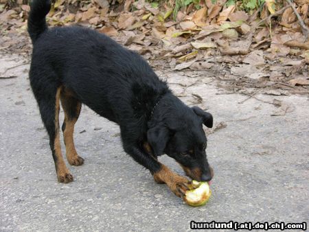 Deutscher Jagdterrier Hunde Foto 26570 in höherer Auflösung ansehen Deutscher Jagdterrier Buddy der Vegetarier