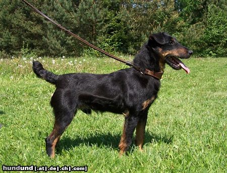 Deutscher Jagdterrier Jagdterrier-Züchter/Zwinger von der Lönshütte