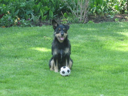 Deutscher Jagdterrier Ne Runde Ball spielen wär nicht schlecht