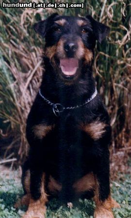 Deutscher Jagdterrier Hunde Foto 7985 Deutscher Jagdterrier . Rus