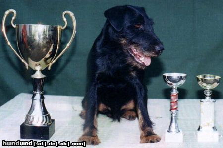 Deutscher Jagdterrier Hunde Foto 7984 Deutscher Jagdterrier . Rus