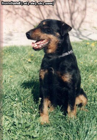 Deutscher Jagdterrier . Rus