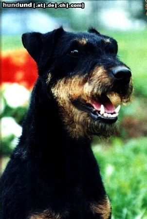 Deutscher Jagdterrier Hunde Foto 7981 Deutscher Jagdterrier Qrina Z jelse. Rus