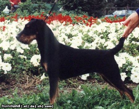 Deutscher Jagdterrier Hunde Foto 7986 Deutscher Jagdterrier . Rus