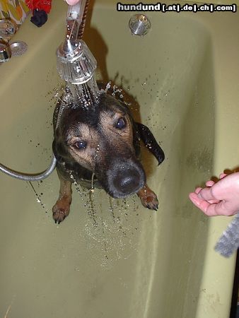 Deutscher Jagdterrier Hunde Foto 12288 Deutscher Jagdterrier Ricochet beim Baden