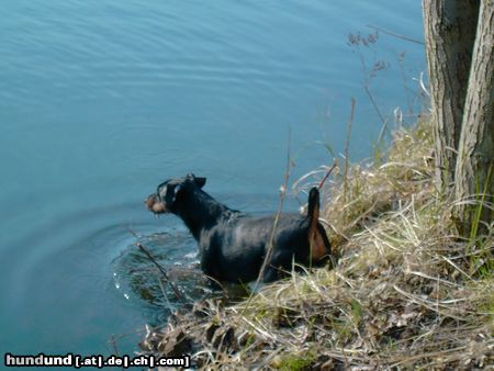 Deutscher Jagdterrier Hunde Foto 3070 Deutscher Jagdterrier