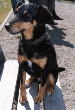 Deutscher Jagdterrier Hunde Foto 2240 Deutscher Jagdterrier Kalle, 4 Jahre