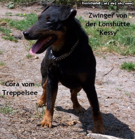 Deutscher Jagdterrier Jagdeterrier Zwinger von der Lönshütte