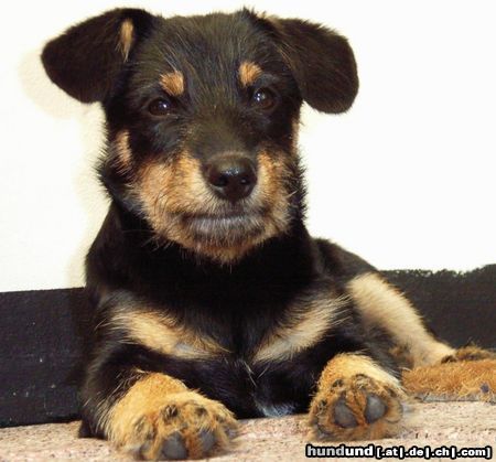 Deutscher Jagdterrier Hunde Foto 26108 Deutscher Jagdterrier Ich bin Lucky
