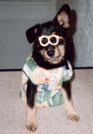 Deutscher Jagdterrier Hunde Foto 29957 Deutscher Jagdterrier Fasching find ich cool
