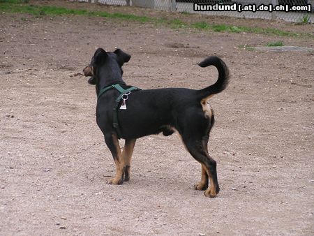 Deutscher Jagdterrier Hunde Foto 20981 in höherer Auflösung ansehen Deutscher Jagdterrier Jagdterrier Mischling