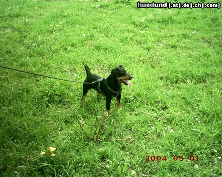 Deutscher Jagdterrier Mann is das heiss ....