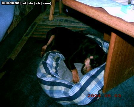 Deutscher Jagdterrier Hunde Foto 23036 in höherer Auflösung ansehen Deutscher Jagdterrier Boah ist das gemütlich :-)