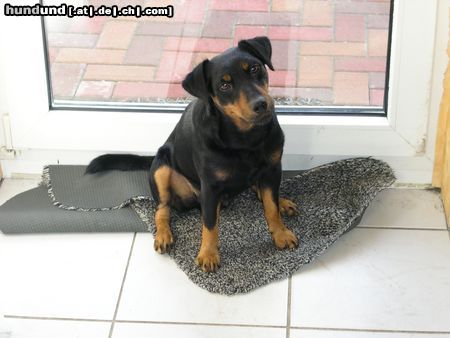 Deutscher Jagdterrier Hunde Foto 9182 Deutscher Jagdterrier Lucky der freche