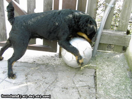 Deutscher Jagdterrier Hunde Foto 25477 in höherer Auflösung ansehen Deutscher Jagdterrier Mein Hund ist ein stark wie ein BÄR! :-)