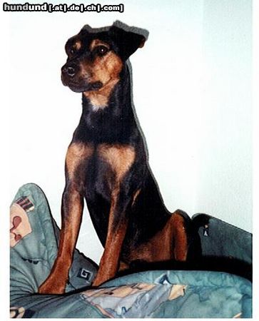 Deutscher Jagdterrier 6 Jahre alt