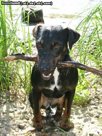 Deutscher Jagdterrier Hunde Foto 19243 in höherer Auflösung ansehen Deutscher Jagdterrier meine 2jährige DJT-Hündin Ronja