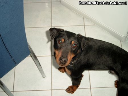 Deutscher Jagdterrier Hunde Foto 20673 in höherer Auflösung ansehen Deutscher Jagdterrier Semmy