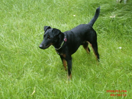 Deutscher Jagdterrier Shorty nach dem Tagessport