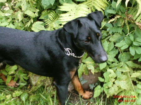 Deutscher Jagdterrier Shorty