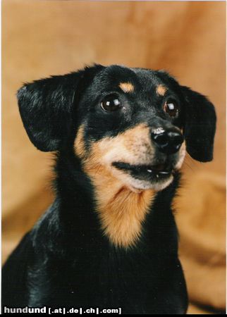 Deutscher Jagdterrier Gestatten - Chucky, der Unwiderstehliche!