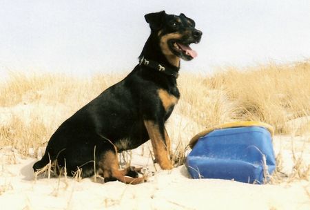 Deutscher Jagdterrier Jack, von der Umweltpolizei