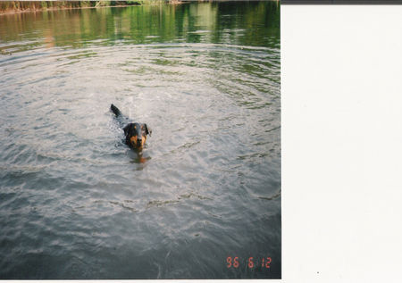 Deutscher Jagdterrier Hunde Foto 28526 in höherer Auflösung ansehen Deutscher Jagdterrier Borstel bei der Wasserarbeit