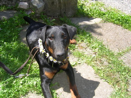 Deutscher Jagdterrier Hunde Foto 28105 Deutscher Jagdterrier Das ist unser guter Baron