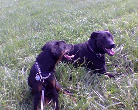 Deutscher Jagdterrier Hunde Foto 27511 Deutscher Jagdterrier Tim + Bam