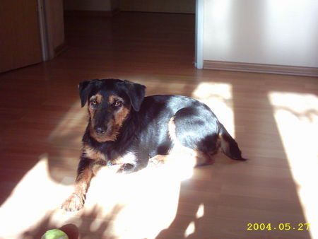 Deutscher Jagdterrier Hunde Foto 27542 in höherer Auflösung ansehen Deutscher Jagdterrier Chilie - eine echte Wildsau