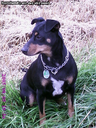 Deutscher Jagdterrier Hunde Foto 25100 Deutscher Jagdterrier