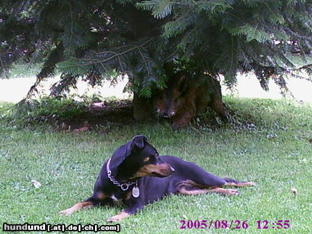 Deutscher Jagdterrier Hunde Foto 25205 Deutscher Jagdterrier Thia, Deutscher Jagtterriermischling