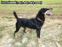 Deutscher Jagdterrier Hunde Foto 3512 Deutscher Jagdterrier Oskar