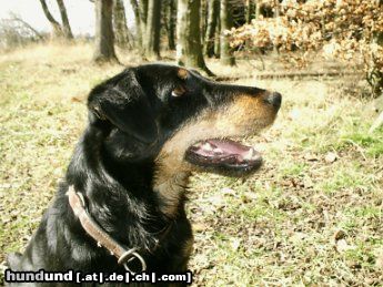 Deutscher Jagdterrier Hunde Foto 3513 Deutscher Jagdterrier Oskar