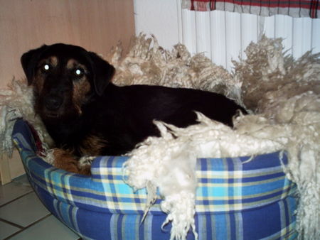 Deutscher Jagdterrier Hunde Foto 27546 Deutscher Jagdterrier Chilie - in ihrer Schlafhöhle.... Bitte nicht stören!