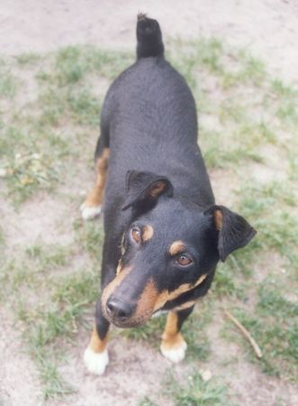 Deutscher Jagdterrier Hunde Foto 31426 Deutscher Jagdterrier Foxi, ca. 7 Jahre