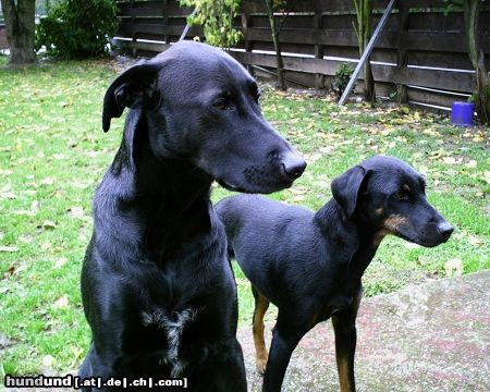 Deutscher Jagdterrier Hunde Foto 26604 Deutscher Jagdterrier Tim und Bam