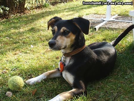 Deutscher Jagdterrier Hunde Foto 17214 in höherer Auflösung ansehen Deutscher Jagdterrier Unser Hund Kalima 3,5 Jahre alt