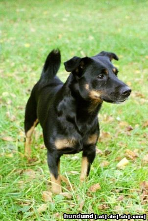 Deutscher Jagdterrier Hunde Foto 6035 Deutscher Jagdterrier Krümel 7 1/2 Jahre und stolz wie Oskar