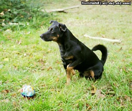 Deutscher Jagdterrier Hunde Foto 9100 Deutscher Jagdterrier Na komm, spiel mit mir!!!